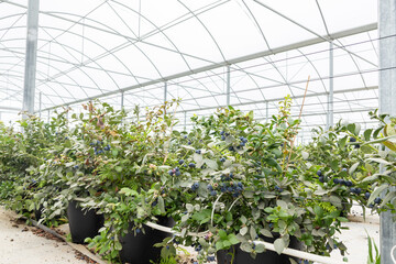 Blueberries planted in greenhouse tunnels