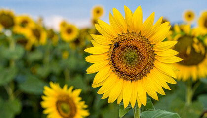 Sunflower, Generated image