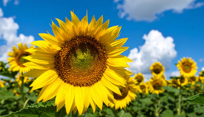 Fototapeta premium Sunflower, Generated image