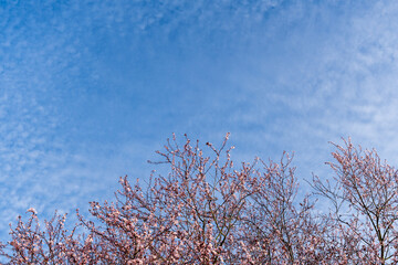 tree branches with pink flowers against sky on sunny spring day.