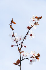 White cherry flowers on spring time close up photo of white blossoming cherry tree branch. White flowers of the cherry blossoms on a spring day.