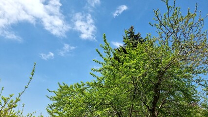 Fototapeta premium green trees in the garden 