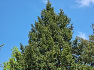 beautiful coniferous tree in the forest
