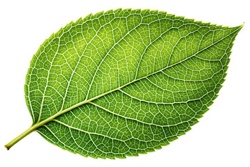 Obraz premium a single green leaf with intricate veins and texture, isolated on a white background PNG