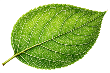 a single green leaf with intricate veins and texture, isolated on a white background PNG