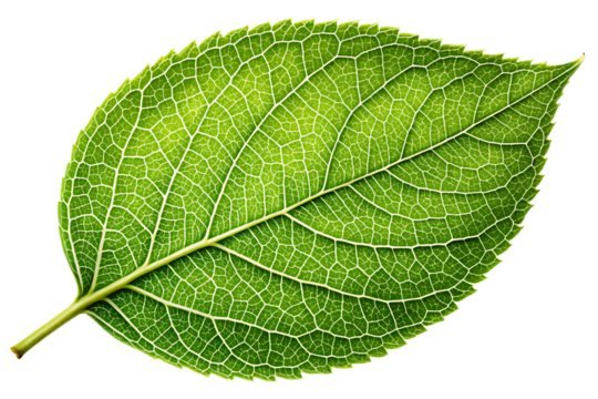 a single green leaf with intricate veins and texture, isolated on a white background PNG