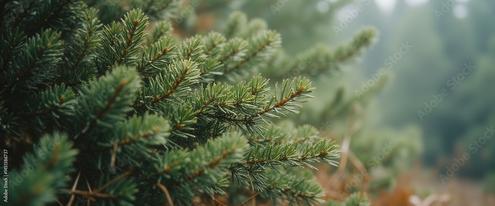 Poster evergreen boughs in close up, with a soft focus green background to create a sense of peace.