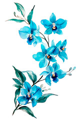 Orchid flower. Delicate watercolor blue orchid flowers isolated white background.