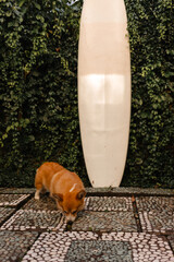Red Pembroke corgi walks in the garden against the background of a white longboard. Cute dog with fluffy tail next to surfboard