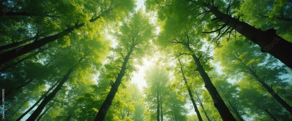 Poster canopy view of a sunlit forest with tall trees and lush green leaves reaching towards the sky in a w