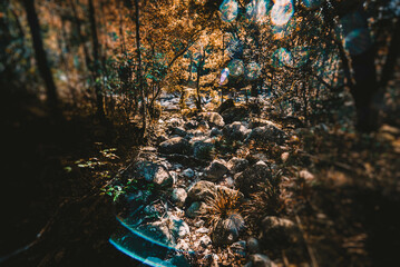 Daintree Rainforest - Tilt Shift - IR