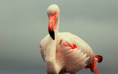 Fototapeta premium This detailed shot highlights the birds vibrant pink feathers and elegant posture, making it perfect for wildlife, conservation projects