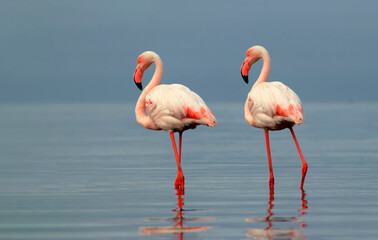 Wild african birds. Two Great african flamingos  walking around the blue lagoon against bright sky
