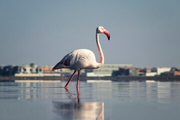 A solitary great flamingo stands gracefully in a blue lagoon under a vibrant sky. A serene and captivating wildlife scene perfect for nature and travel projects