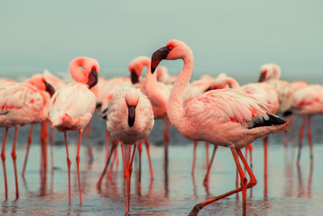 Wild african birds. Pink african flamingos  walking around the blue lagoon on a sunny day