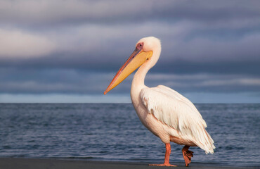 African wild bird. A lone Great pelican in a blue lagoon against a cloudy sky