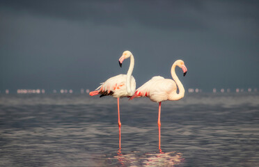 Wild african birds. Two Great african flamingos  walking around the blue lagoon against bright sky