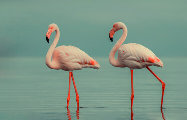 Wild african birds. Two Great african flamingos  walking around the blue lagoon against bright sky