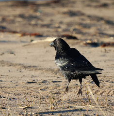 A black raven moves along the beach, jumping gracefully.