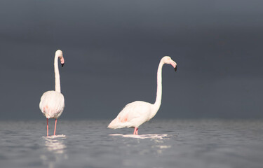 Wild african birds. Two Great african flamingos  walking around the blue lagoon against bright sky