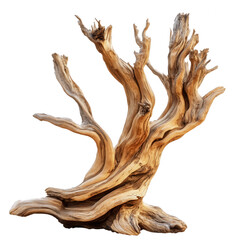 Fototapeta premium Striking dead tree trunk isolated on transparent background, wood texture visible