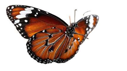 Obraz premium Elegant Monarch's Wing: A captivating view of a monarch butterfly's intricate wings unfolds. The intricate details of its patterns and colors. The butterfly is a symbol of transformation.