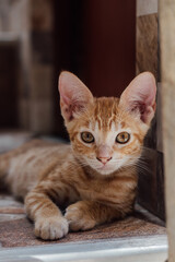 Gatito naranja acostado mirando directamente a la cámara con una expresión seria, en un ambiente...