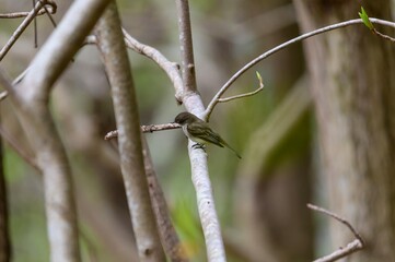 An Eastern Phoebe at Fort Mountain State Park, near Chatsworth, Georgia.