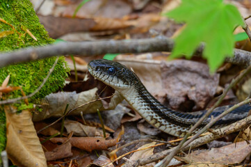 A Gray Rat Snake Close Up at Cloudland Canyon State Park, near Rising Fawn, Georgia.