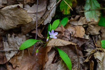 Naklejka premium A Spring Beauty Wildflower in Cloudland Canyon State Park, near Rising Fawn, Georgia.