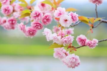 天龍峡八重桜街道の満開の八重桜（普賢象）