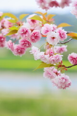 天龍峡八重桜街道の満開の八重桜（普賢象）