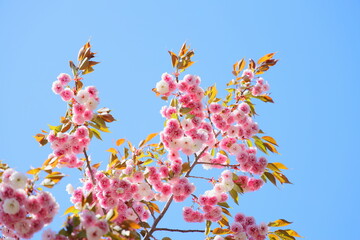 青空に映える満開の八重桜　青空背景