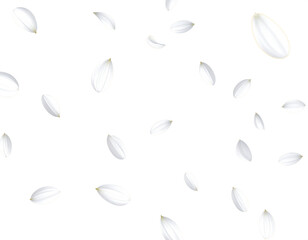 white flower petal floating falling dancing isolated on transparent png