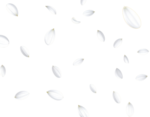 white flower petal floating falling dancing isolated on transparent png
