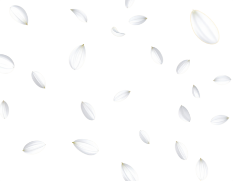 white flower petal floating falling dancing isolated on transparent png