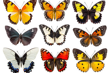 Nine different butterflies with various wing patterns displayed on a black background in a grid layout