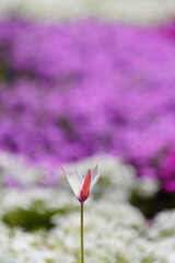 チューリップの花一輪