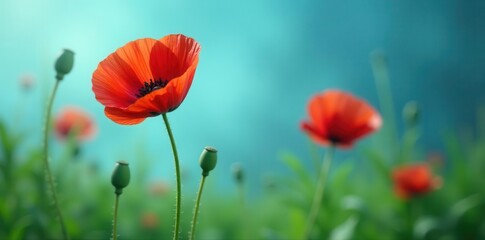 Naklejka premium Single vibrant red poppy, lush green foliage against a serene blue backdrop, macro, art, flora