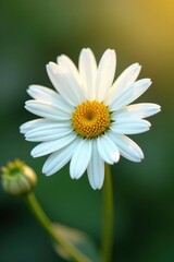 Naklejka premium Single white daisy, delicate petals, soft focus background , blossom, bokeh, innocence