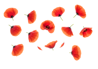 Red Rose Petals Isolated on Transparent Background
