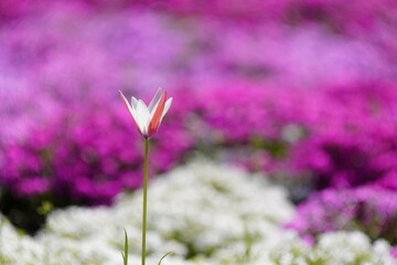 チューリップの花一輪
