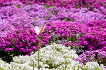 チューリップの花一輪