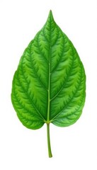 Obraz premium Simple green leaf isolated on white background, foliage, botanical, leaf