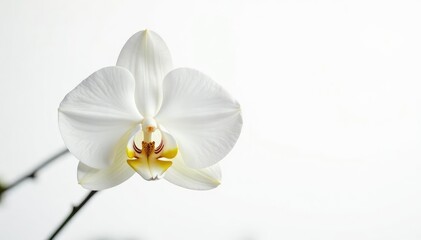 Delicate white orchid blossom against pure white background , natural, summer, soft