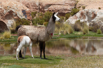 South American female llama with her cria or baby llama are standing beside the pond in front of rock mountain. © Alexlekky