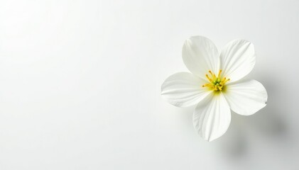 Delicate white flower on pure white background, detail, close-up, minimalist
