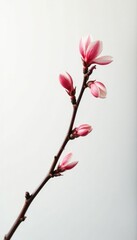 Single branch against white background with soft focus and mist, shadow, clean, soft