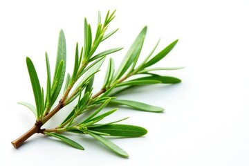 Fototapeta premium A sprig of rosemary and sage branches isolated, green leaf, plant, foliage