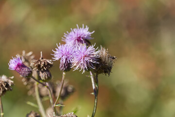 Wild Thistles Blooming in Summer